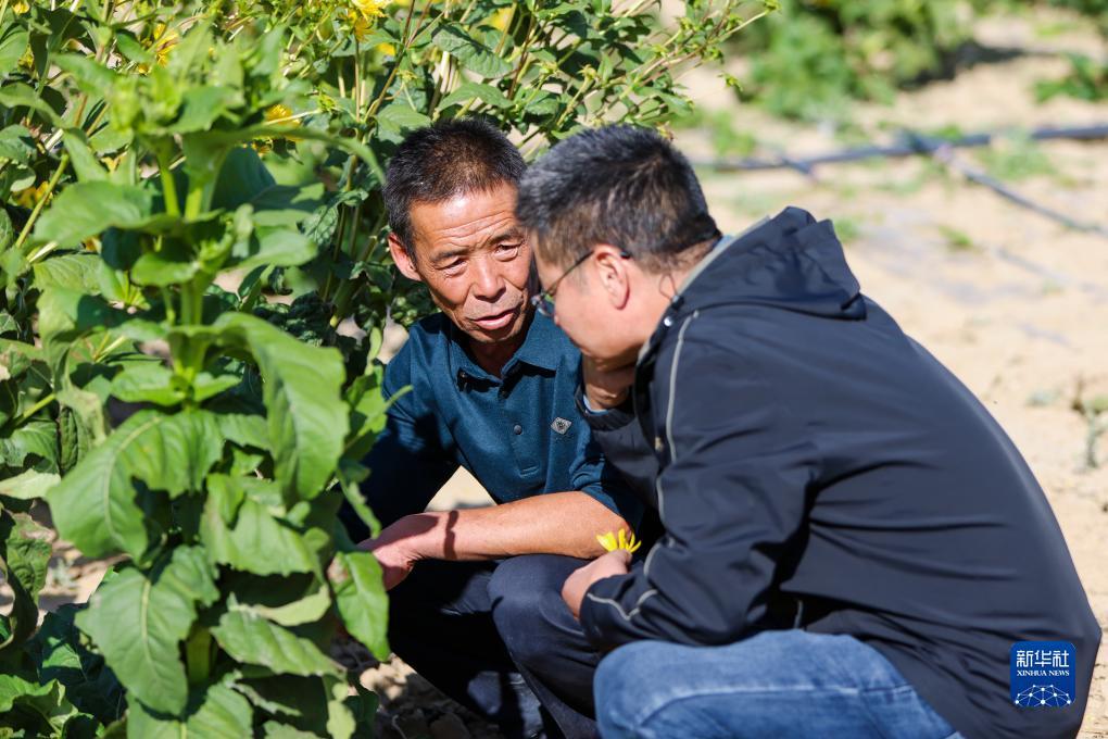 菠菜游戏正版